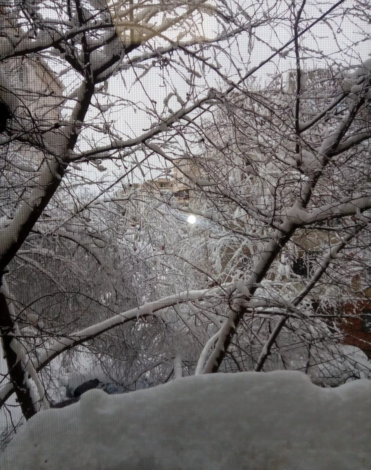 Prea mulți copaci din municipiu au căzut sub greutatea zăpezii