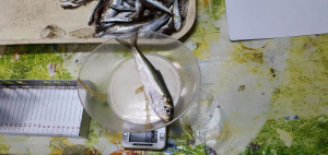 Read more about the article Specialiștii Institutului Național „Grigore Antipa” la „pescuit științific” în Deltă