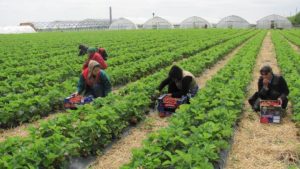 900 de locuri de muncă în domeniul agricol (recoltare fructe) în Spania
