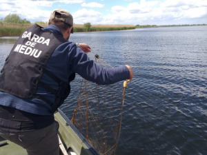 Read more about the article 500 de metri de plase ilegale de pescuit, confiscate și zeci de puieți vii redați naturii, într-o acțiune antibraconaj a Gărzii de Mediu în Delta Dunării
