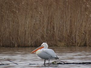 ARBDD și SOR au început numărătoarea de iarnă a pelicanilor creți din Delta Dunării