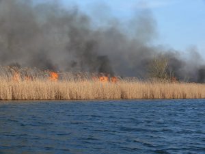Institutul Delta Dunării: arderile de stufăriș se pot efectua an de an, dar în condiții stricte!