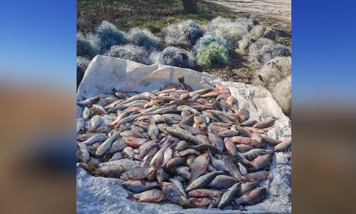 Braconieri prinși pe lacul Sinoe cu zeci de kilograme de pește și sute de metri de plase de pescuit