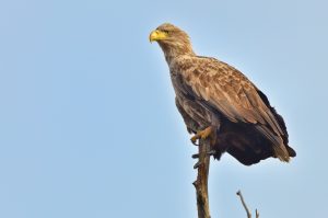 INCDDD: Record de vulturi codalbi la Sarinasuf