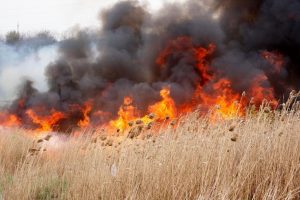 Avertisment al ministrului Agriculturii : “Fermierii vinovaţi de arderea miriştilor nu vor mai beneficia de subvenţii”