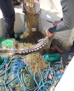 Circa 260 de pești au fost eliberați din plasele ilegale descoperite în RBDD în această lună
