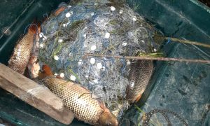 Braconaj piscicol în Deltă – peste 130 de kg de pește confiscate de polițiștii de frontieră tulceni într-o singură zi