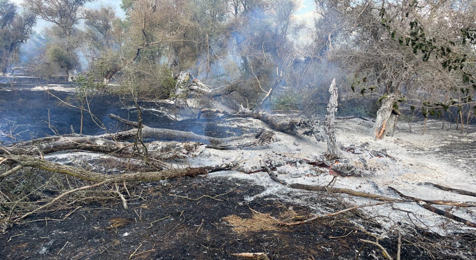 Circa 26 de ha de vegetație uscată și pădure au ars în Pătlăgeanca