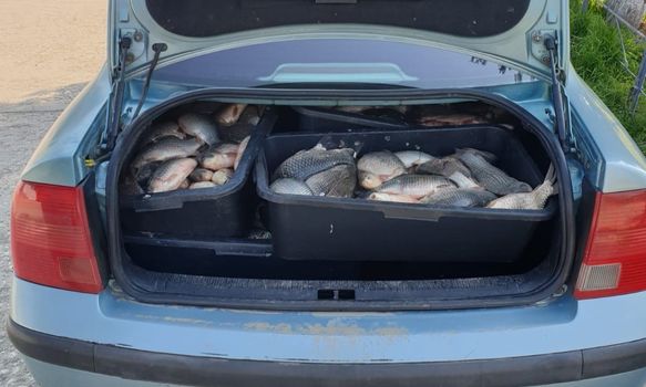 În mașina unui buzoian au fost descoperite 132 kg de pește, fără documente justificative