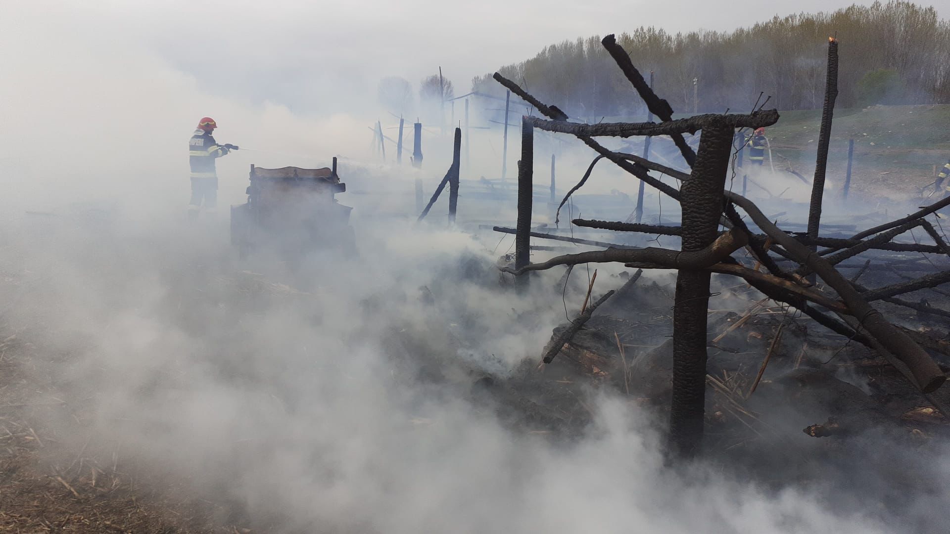 Circa 100 de oi au ars într-un incediu produs în această dimineață, la o stână de oi de lângă Măcin