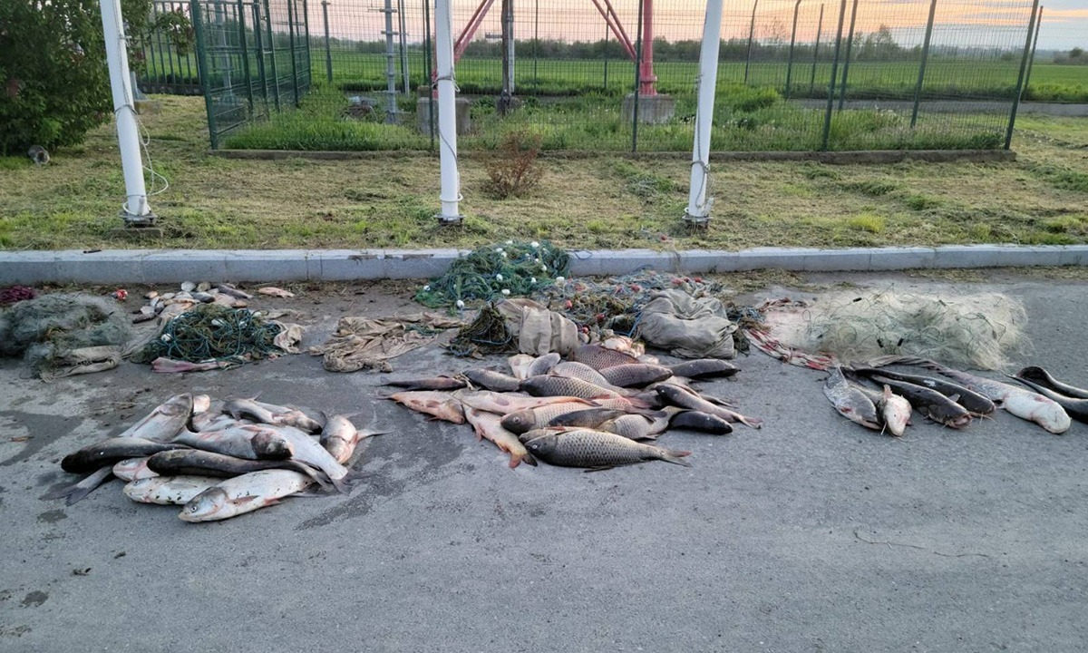 Pește pescuit în perioada de prohibiție – 180 de kilograme descoperite de polițiștii de frontieră dobrogeni