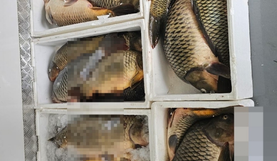 Peste 1.300 de kilograme de pește și sute de unelte de pescuit, confiscate de Serviciul de Poliție „Delta Dunării”